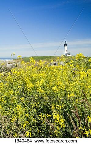 Yaquina Head Lighthouse; Yaquina Head Outstanding Natural Area, Newport, Oregon, Usa View Large Photo Image Picture - Yaquina Head Lighthouse; Yaquina Head Outstanding Natural Area, Newport, Oregon, Usa. Fotosearch