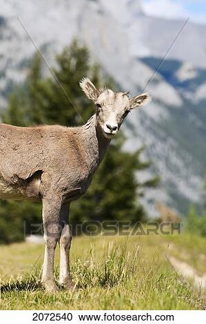 Stock Image - Yearling Bighorn Sheep, Lake Minnewanka, Banff National Park, Alberta. Fotosearch