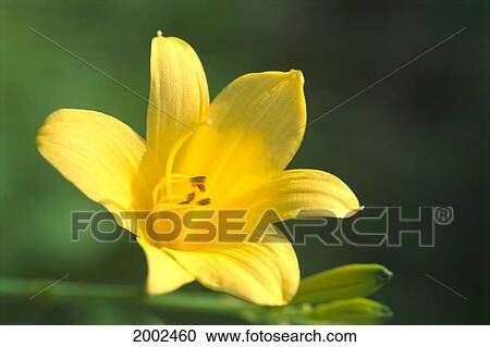 Stock Image - Yellow Amaryllis Flower Close-Up With Green Background In Soft Focus. Fotosearch