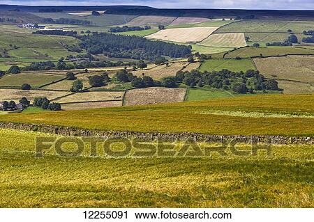 Yellow and green fields; North Yorkshire, England View Large Photo Image Stock Image - Yellow and green fields; North Yorkshire, England. Fotosearch