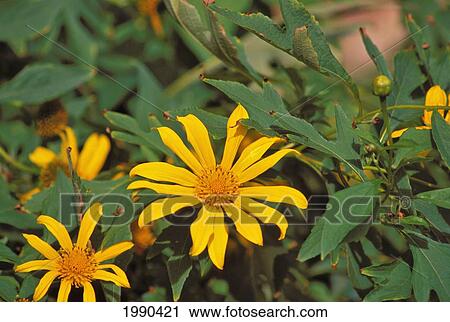Yellow California Daisies, Close-Up Still On Plant View Large Photo Image Stock Image - Yellow California Daisies, Close-Up Still On Plant. Fotosearch