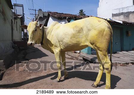 Yellow Cow On A Backstreet In Mysore, Karnataka, India View Large Photo Image Stock Photo - Yellow Cow On A Backstreet In Mysore, Karnataka, India. Fotosearch