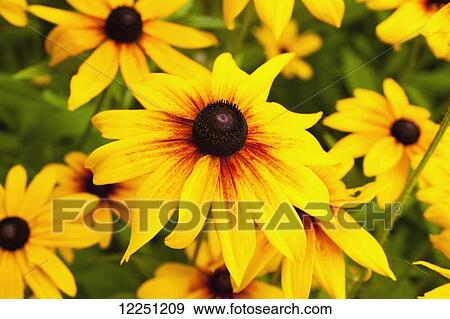 Yellow flower in bloom; Knowlton, Quebec, Canada View Large Photo Image Stock Photo - Yellow flower in bloom; Knowlton, Quebec, Canada. Fotosearch