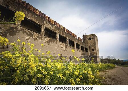 Yellow Flowers Growing Outside An Abandoned Police Station Building; Gesher Israel View Large Photo Image Stock Photo - Yellow Flowers Growing Outside An Abandoned Police Station Building; Gesher Israel. Fotosearch