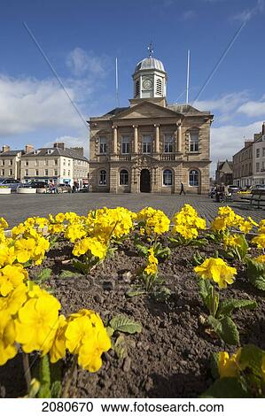 Stock Image - Yellow Flowers In A Garden With A Building And Clock Tower In The Background; Kelso Scottish Borders Scotland. Fotosearch
