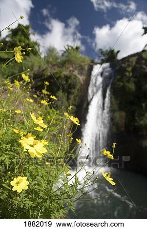 Yellow Flowers In Front Of Concorde Waterfall View Large Photo Image Stock Photo - Yellow Flowers In Front Of Concorde Waterfall. Fotosearch