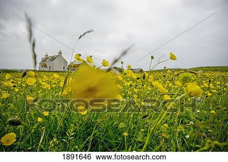 Yellow Flowers On Meadow And Farmhouse In Background View Large Photo Image Stock Photograph - Yellow Flowers On Meadow And Farmhouse In Background. Fotosearch