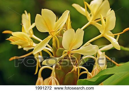 Stock Image - Yellow Ginger Zingiber Zerumbet. Fotosearch