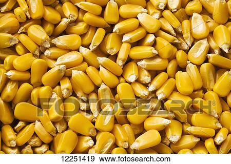 Stock Photo - Yellow grain corn kernels after harvest. Fotosearch