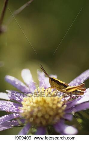Stock Photo - Yellow Grasshopper On Purple And Yellow Flower, Mongolia. Fotosearch