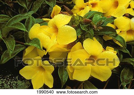 Yellow Hawaiian Buttercup Flowers On Allemande Vine, Close-Up With Water Drops View Large Photo Image Stock Image - Yellow Hawaiian Buttercup Flowers On Allemande Vine, Close-Up With Water Drops. Fotosearch