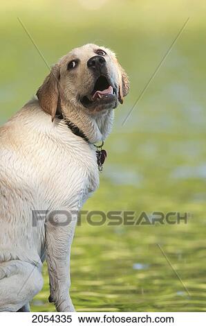 Stock Photography - Yellow Labrador Retriever Dog Sitting Near Lake Looking Up; Ontario, Canada. Fotosearch