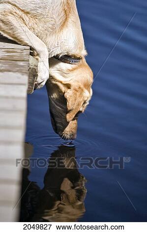 Yellow Labrador Retriever Looking At Reflection And Reaching For Stick, Trout Lake, Ontario View Large Photo Image Stock Photo - Yellow Labrador Retriever Looking At Reflection And Reaching For Stick, Trout Lake, Ontario. Fotosearch