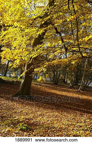 Yellow Leaves On Trees In Forest View Large Photo Image Stock Image - Yellow Leaves On Trees In Forest. Fotosearch