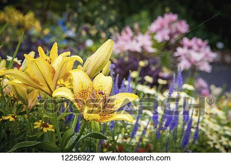 Stock Photo - Yellow lily (lilium) growing in Alaskan botanical garden, Fairbanks Alaska. Fotosearch