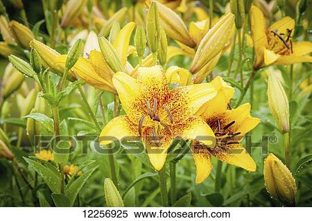 Yellow lily (lilium) growing in Alaskan botanical garden, Fairbanks Alaska View Large Photo Image Stock Photography - Yellow lily (lilium) growing in Alaskan botanical garden, Fairbanks Alaska. Fotosearch