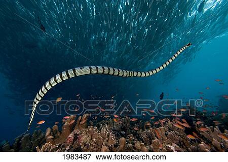 Stock Photo - Yellow-Lipped or Banded Sea Krait (Laticauda Colubrina) swimming in Pacific Ocean; Malaysia. Fotosearch