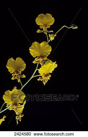 Stock Image - Yellow orchids on a black background. Fotosearch