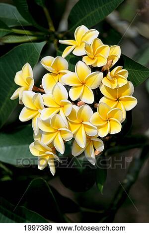 Yellow Plumeria Flowers Blossoms Aka Frangipani, Pua Melia On Tree A23G View Large Photo Image Stock Photo - Yellow Plumeria Flowers Blossoms Aka Frangipani, Pua Melia On Tree A23G. Fotosearch