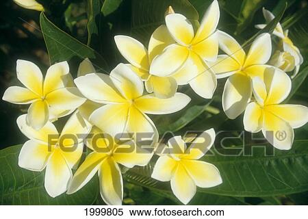 Stock Photography - Yellow Plumeria Flowers With White Edges, Close-Up On Tree C1658. Fotosearch