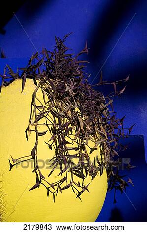 Yellow pot with plant, Majorelle Gardens; Marrakesh, Morocco View Large Photo Image Stock Image - Yellow pot with plant, Majorelle Gardens; Marrakesh, Morocco. Fotosearch