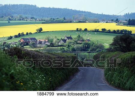 Yellow Rape Seed Field And Houses Near Country Road View Large Photo Image Stock Photo - Yellow Rape Seed Field And Houses Near Country Road. Fotosearch