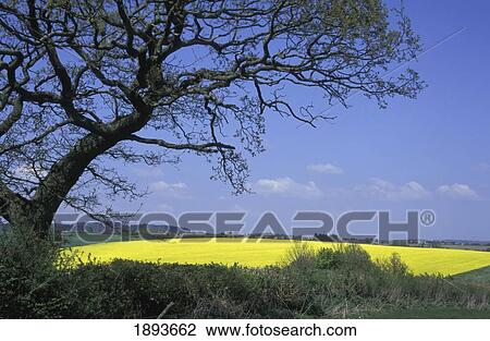 Stock Image - Yellow Rape Seed Field And Tree. Fotosearch