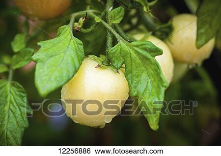 Yellow tomato (Solanum lycopersicum) growing in Georgeson Botanical Garden; Fairbanks, Alaska, United States of America View Large Photo Image Stock Photograph - Yellow tomato (Solanum lycopersicum) growing in Georgeson Botanical Garden; Fairbanks, Alaska, United States of America. Fotosearch