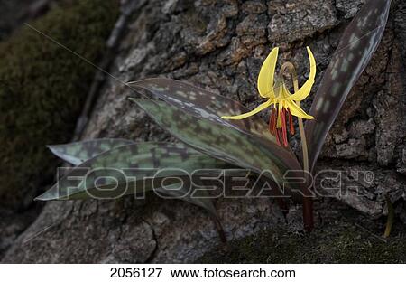 Stock Photo - Yellow Trout Lily, Erythronium Americanum, Close-Up, Ontario Canada. Fotosearch