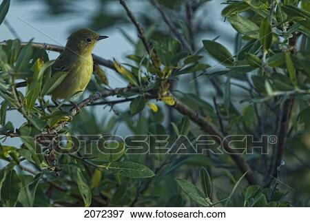 Yellow Warbler, Manitoba View Large Photo Image Stock Photo - Yellow Warbler, Manitoba. Fotosearch