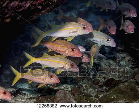 Stock Image - Yellowfin Goatfish (Mulloidichthys vanicolensis) schooling near a lava tube; Kona, Island of Hawaii, Hawaii, United States of America. Fotosearch
