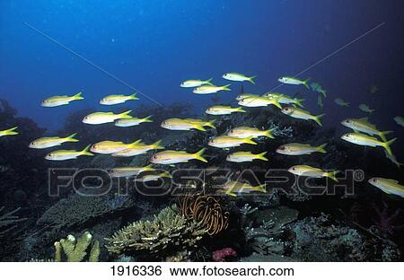 Stock Photograph - Yellowfin Goatfish Patroll The Reef. Fotosearch
