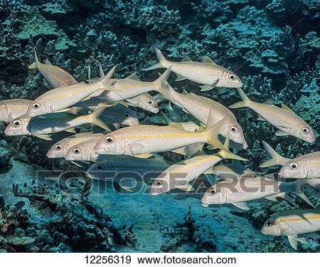 Yellowfish Goatfish (Mulloidichthys vanicolensis) school; Kona, Island of Hawaii, Hawaii, United States of America View Large Photo Image Stock Photo - Yellowfish Goatfish (Mulloidichthys vanicolensis) school; Kona, Island of Hawaii, Hawaii, United States of America. Fotosearch