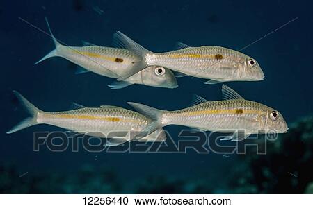 Yellowstripe Goatfish (Mulloidichthys flavolineatus) schooling, near Kona; Island of Hawaii, Hawaii, United States of America View Large Photo Image Stock Image - Yellowstripe Goatfish (Mulloidichthys flavolineatus) schooling, near Kona; Island of Hawaii, Hawaii, United States of America. Fotosearch