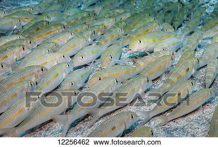 Stock Image - Yellowstripe Goatfish (Mulloidichthys flavolineatus) school resting on the bottom; Kona, Island of Hawaii, Hawaii, United States of America. Fotosearch