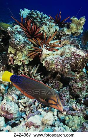 Stock Photo - Yellowtail Coris (Coris Gaimard) swimming around coral w/ Vana (sea urchin).. Fotosearch