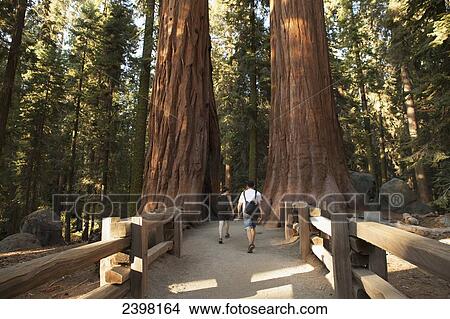 Young adults hike through giant sequoia trees, Big Tree Trail, General Sherman Turnout Area, Sequoia National Park; California, United States of America View Large Photo Image Picture - Young adults hike through giant sequoia trees, Big Tree Trail, General Sherman Turnout Area, Sequoia National Park; California, United States of America. Fotosearch