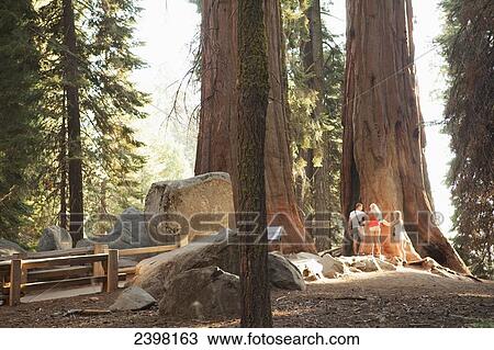 Young adults looking at giant sequoia tree, Big Tree Trail, General Sherman Turnout Area, Sequoia National Park; California, United States of America View Large Photo Image Stock Image - Young adults looking at giant sequoia tree, Big Tree Trail, General Sherman Turnout Area, Sequoia National Park; California, United States of America. Fotosearch