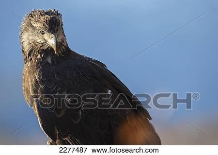 Young american bald eagle; Alaska usa View Large Photo Image Stock Photo - Young american bald eagle; Alaska usa. Fotosearch
