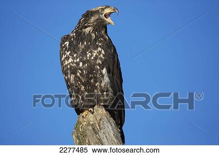 Stock Photography - Young american bald eagle; Alaska usa. Fotosearch