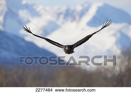 Picture - Young american bald eagle in flight with mountain backdrop; Alaska usa. Fotosearch