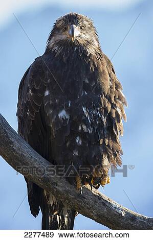 Young american bald eagle perched on a branch; Alaska usa View Large Photo Image Stock Photo - Young american bald eagle perched on a branch; Alaska usa. Fotosearch
