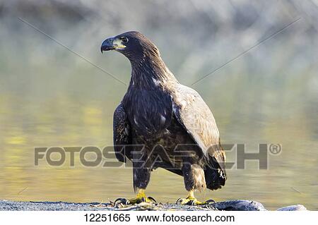 Stock Photography - Young bald eagle (Haliaeetus leucocephalus) eating on the ground; Valdez, Alaska, United States of America. Fotosearch