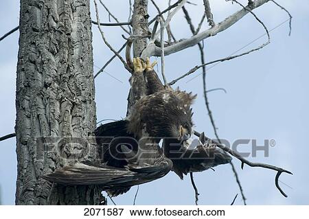 Young Bald Headed Eagle Hanging From A Tree, Nahanni National Park, Northwest Territories View Large Photo Image Stock Photo - Young Bald Headed Eagle Hanging From A Tree, Nahanni National Park, Northwest Territories. Fotosearch