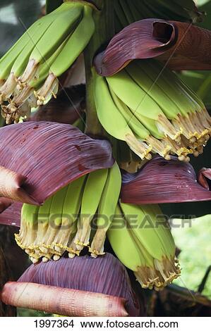 Young Bananas Purple Leaves, Graphic Shot A57D View Large Photo Image Picture - Young Bananas Purple Leaves, Graphic Shot A57D. Fotosearch