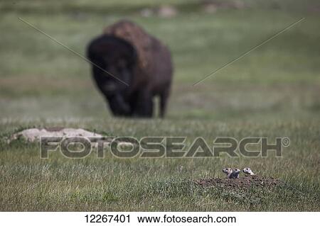 Young black tailed prairie dogs (Cynomys ludovicianus) and a bison in Grasslands National Park; Saskatchewan, Canada View Large Photo Image Stock Image - Young black tailed prairie dogs (Cynomys ludovicianus) and a bison in Grasslands National Park; Saskatchewan, Canada. Fotosearch
