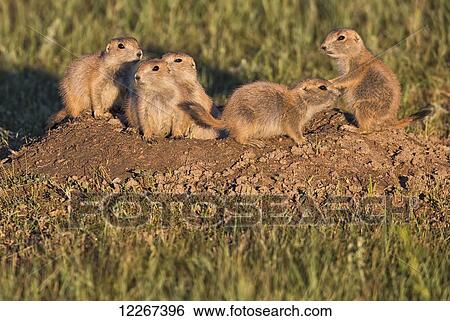 Young black tailed prairie dogs (Cynomys ludovicianus), Grasslands National Park; Saskatchewan, Canada View Large Photo Image Stock Photograph - Young black tailed prairie dogs (Cynomys ludovicianus), Grasslands National Park; Saskatchewan, Canada. Fotosearch