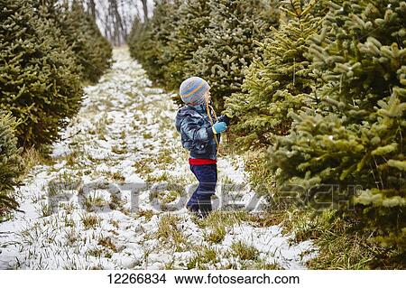 Picture - Young boy looking for a Christmas tree; Stoney Creek, Ontario, Canada. Fotosearch