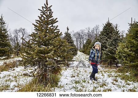 Stock Image - Young boy walking through Christmas tree farm; Stoney Creek, Ontario, Canada. Fotosearch