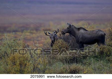 Young Bull Moose With Young Cow Moose Along The Dempster Highway; Yukon Canada View Large Photo Image Stock Image - Young Bull Moose With Young Cow Moose Along The Dempster Highway; Yukon Canada. Fotosearch